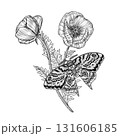 Moth sitting on blooming poppy flowers with detailed petals and leaves. Liner ink botanical illustration on white background. Perfect for botanical prints, tattoo design, packaging, invitations. 131606185