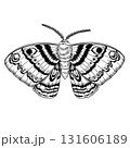 Moth with detailed patterned wings and textured body. Liner ink illustration on white background. Ideal for botanical prints, tattoo design, packaging, invitations, and natural science decor. 131606189