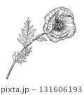 Open poppy flower with detailed petals and stem. Liner ink illustration on white background. Botanical illustration. Perfect for botanical prints, packaging, tattoo design, invitations, floral decor. 131606193