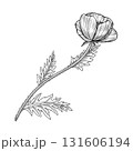 Poppy flower with delicate petals and curved stem. Liner ink botanical illustration on white background. Provence. Ideal for botanical prints, tattoo design, packaging, invitations, and floral decor. 131606194