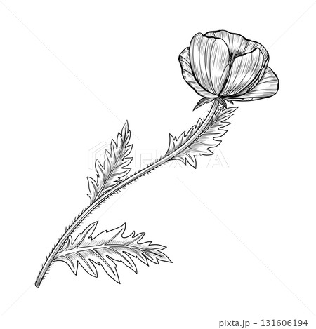 Poppy flower with delicate petals and curved stem. Liner ink botanical illustration on white background. Provence. Ideal for botanical prints, tattoo design, packaging, invitations, and floral decor. 131606194