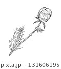 Closed poppy bud with detailed petals and leaves. Liner ink botanical illustration on white background. Perfect for botanical prints, tattoo design, packaging, invitations, and floral decor. 131606195