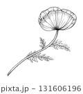 Poppy flower with delicate petals and curved stem. Liner ink botanical illustration on white background. Provence. Ideal for botanical prints, tattoo design, packaging, invitations, and floral decor. 131606196