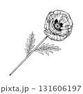 Open poppy flower with detailed petals and stem. Liner ink illustration on white background. Botanical illustration. Perfect for botanical prints, packaging, tattoo design, invitations, floral decor. 131606197