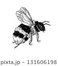 Bumblebee ink illustration with detailed wings, legs, and fuzzy body. Hand drawn with fine pen technique. Suitable for botanical posters, nature prints, logos, packaging, and educational materials. 131606198