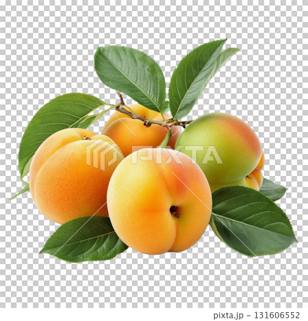 Isolate a pile of ripe apricots on a branch with green leaves perfectly demonstrates a fresh harvest. The image is suitable for healthy eating and summer fruit themes. 131606552