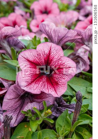 The beauty of flowers in bloom 131606568