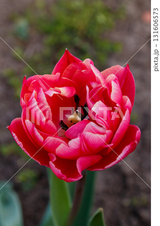 The beauty of flowers in bloom The beauty of flowers in bloom 131606573