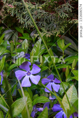 The beauty of flowers in bloom 131606574