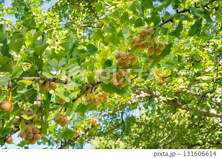 たわわに実る銀杏 131606614