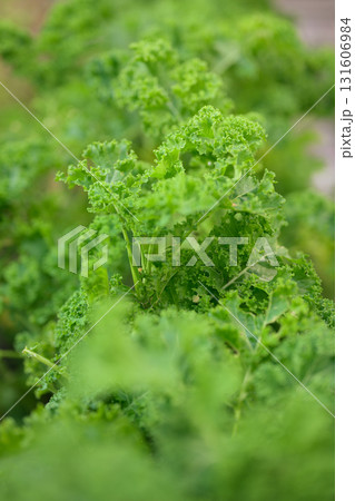 Fresh green curly kale leaves in vegetable garden. Selective focus. Fresh green curly kale leaves in vegetable garden. Selective focus. 131606984