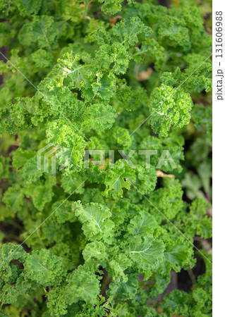 Fresh green curly kale leaves in vegetable garden. Selective focus. 131606988