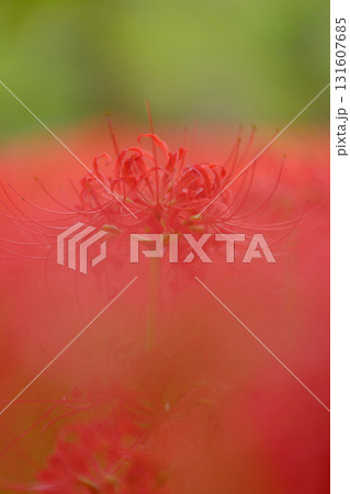 満開の曼珠沙華（彼岸花） 131607685