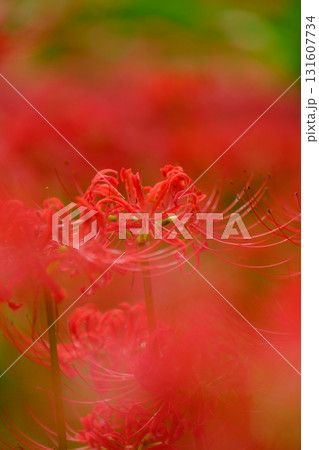 満開の曼珠沙華(彼岸花) 満開の曼珠沙華(彼岸花) 131607734