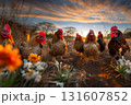 There are a lot of chickens in the meadow 131607852