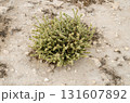 Exotic desert shrubs 131607892