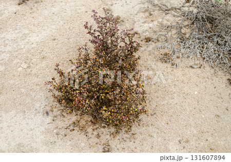Exotic desert shrubs 131607894