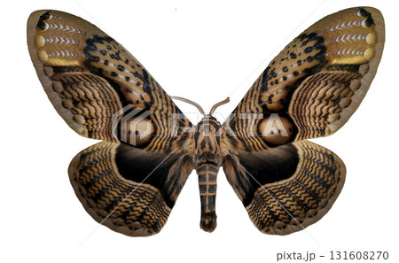 This isolated specimen of Brahmaea wallichii displays its striking patterns and colors. The owl moth is shown with its wings fully extended, capturing its beautiful details. This isolated specimen of Brahmaea wallichii displays its striking patterns and colors. The owl moth is shown with its wings fully extended, capturing its beautiful details. 131608270