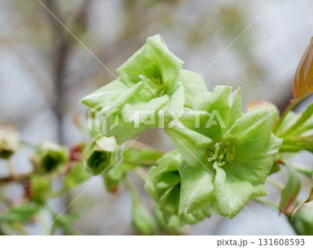 開花した御衣黄桜　 131608593