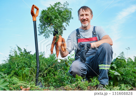 Caucasian male harvesting fresh carrots in garden on sunny day 131608828