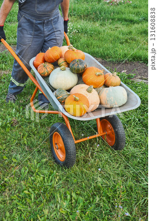 Caucasian farmer transporting harvested pumpkins in garden using orange wheelbarrow 131608838