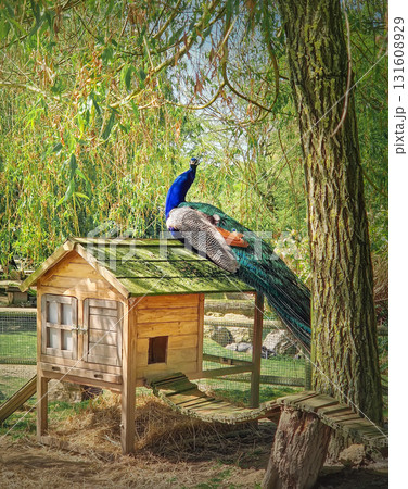 A magnificent peacock perches on a wooden coop. Beautiful blue and iridescent teal feathers stand out against the natural surroundings, beneath the shade of a willow tree 131608929