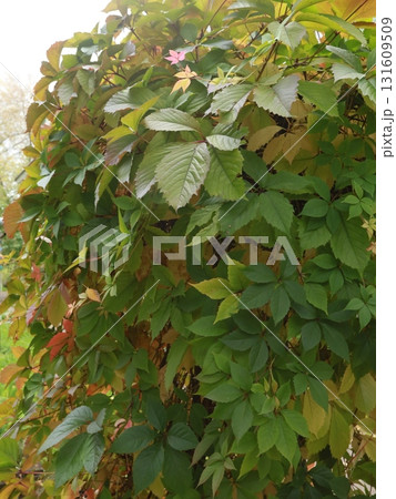 Maiden grapes. Multicolored leaves of maiden grapes among autumn grass. Sunny autumn day. Selective focus. 131609509
