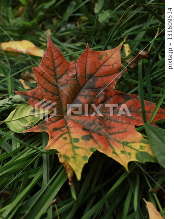 autumn maple leaves on a background of foliage and grass. autumn maple leaves on a background of foliage and grass. 131609514
