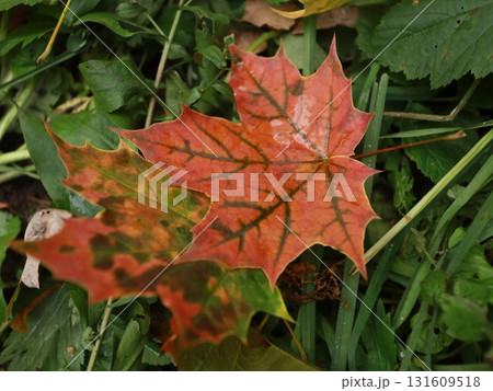 autumn maple leaves on a background of foliage and grass. 131609518