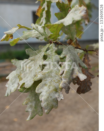 withered, yellowed oak leaves. autumn withered, yellowed oak leaves. autumn 131609526