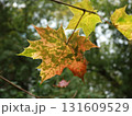 autumn maple leaves on a background of foliage and grass. 131609529