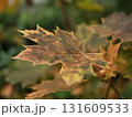 autumn maple leaves on a background of foliage and grass. 131609533
