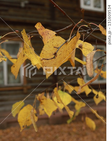 House with a red roof sits in front of two trees with yellow leaves. The house is surrounded by a wooden fence. The scene has a peaceful. Collage, watercolor paper and photography. House with a red roof sits in front of two trees with yellow leaves. The house is surrounded by a wooden fence. The scene has a peaceful. Collage, watercolor paper and photography. 131609534