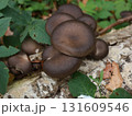 inedible agaricus mushroom with bottom side black colored fungi. 131609546