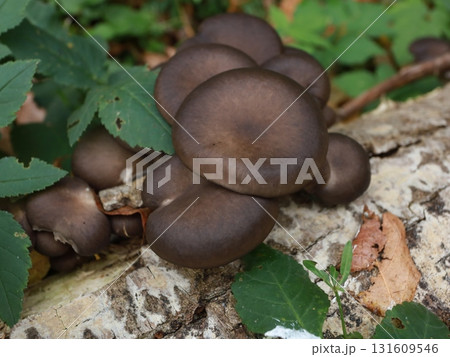 inedible agaricus mushroom with bottom side black colored fungi. 131609546