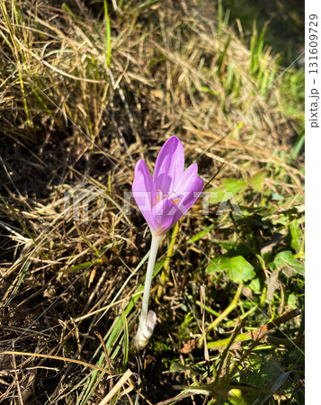 Violet Colchicum Speciosum Wildflower in Natural Habitat Violet Colchicum Speciosum Wildflower in Natural Habitat 131609729