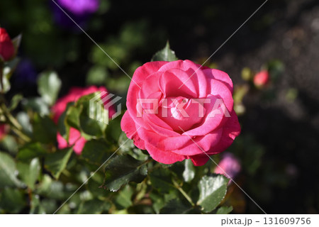 A bright red rose in a summer garden. A large red rose bud. A rosebud. A bright red rose in a summer garden. A large red rose bud. A rosebud. 131609756