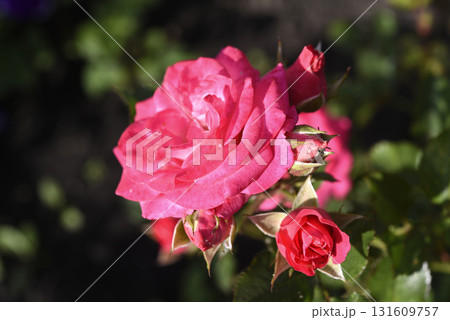 A bright red rose in a summer garden. A large red rose bud. A rosebud. 131609757