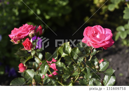 A bright red rose in a summer garden. A large red rose bud. A rosebud. 131609758