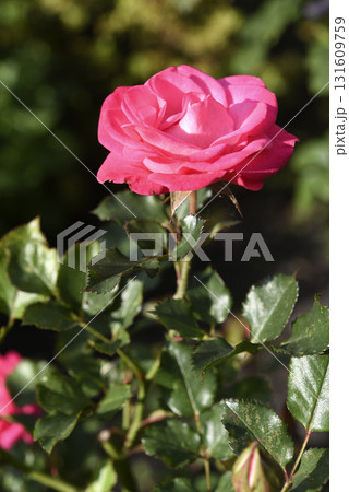 A bright red rose in a summer garden. A large red rose bud. A rosebud. A bright red rose in a summer garden. A large red rose bud. A rosebud. 131609759