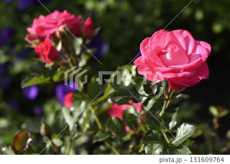 A bright red rose in a summer garden. A large red rose bud. A rosebud. 131609764