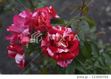 A bright red and white rose in a summer garden. A large red and white rose bud. A rosebud. 131609768