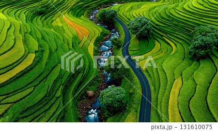 aerial view on terraced rice field 131610075
