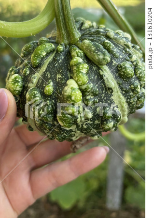 A woman touches a decorative pumpkin growing in the vegetable garden. Close-up. A woman touches a decorative pumpkin growing in the vegetable garden. Close-up. 131610204