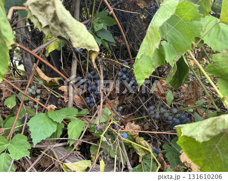 A grapevine damaged by the first frost. Living and dead grape leaves. Among the leaves, ripe clusters are visible. 131610206