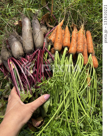 A woman is placing a harvested crop of carrots and beets on the grass. Close-up. 131610221