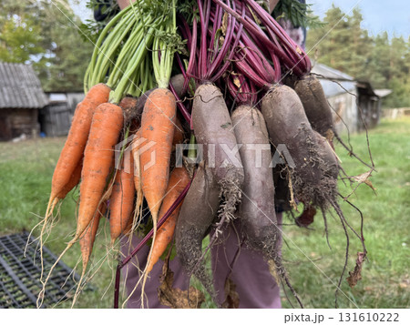 A woman is holding a harvested crop of carrots and beets by their tops. Close-up. 131610222