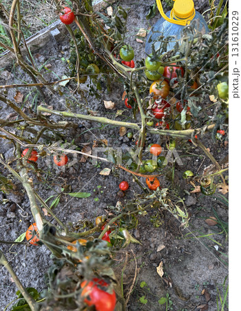 Red and green tomatoes on a bush in a garden bed. The tomato leaves have wilted from the first frost. Red and green tomatoes on a bush in a garden bed. The tomato leaves have wilted from the first frost. 131610229