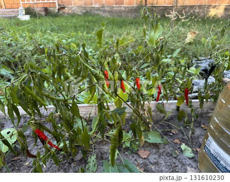 Hot red and green peppers on a bush in a garden bed. The pepper leaves have wilted from the first frost. Hot red and green peppers on a bush in a garden bed. The pepper leaves have wilted from the first frost. 131610230