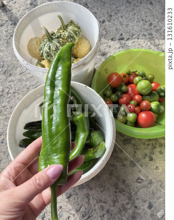 A woman is holding a green sweet pepper in her hand. Against a background of harvested vegetables. 131610233